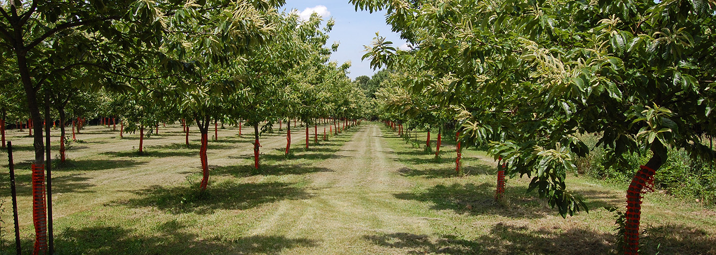 image of chestnut orchard