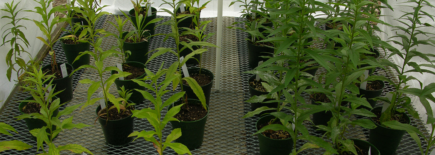 image of Goldenrod Experiment
